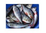 Fisketur med 1.klasse 16.juni