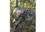 INTROJAKT på skogsfugljakt i Brødsjø statskog 26.oktober