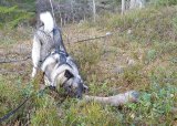 Ordinær blodsporprøve 14.-15. juni