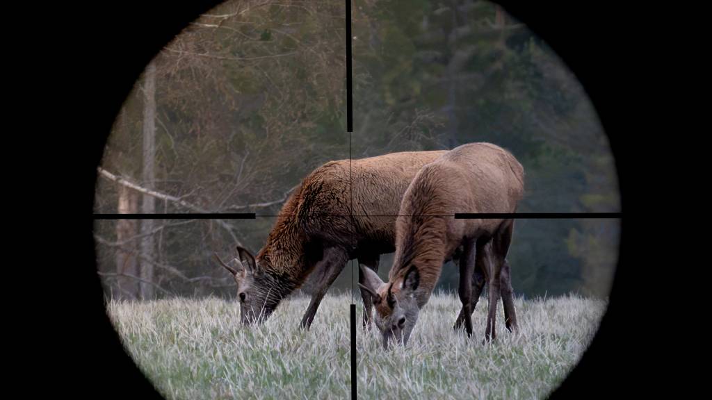 Spissbukker i Landsmarka