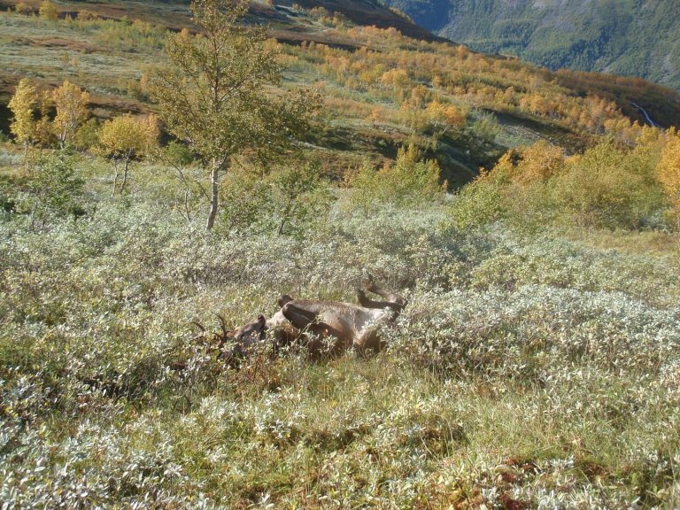 Hjortebukk på vestlandet som er skutt