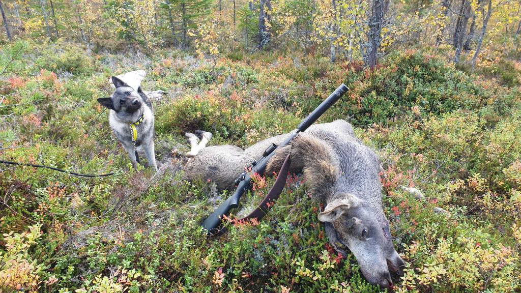 Introjakt elg og hjort,også for personer med nedsatt funksjonsevne