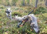Introjakt på elg, 24/10-2025