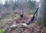 Introjakt på rådyr, Porsgrunn 2025 - 16-11-2025