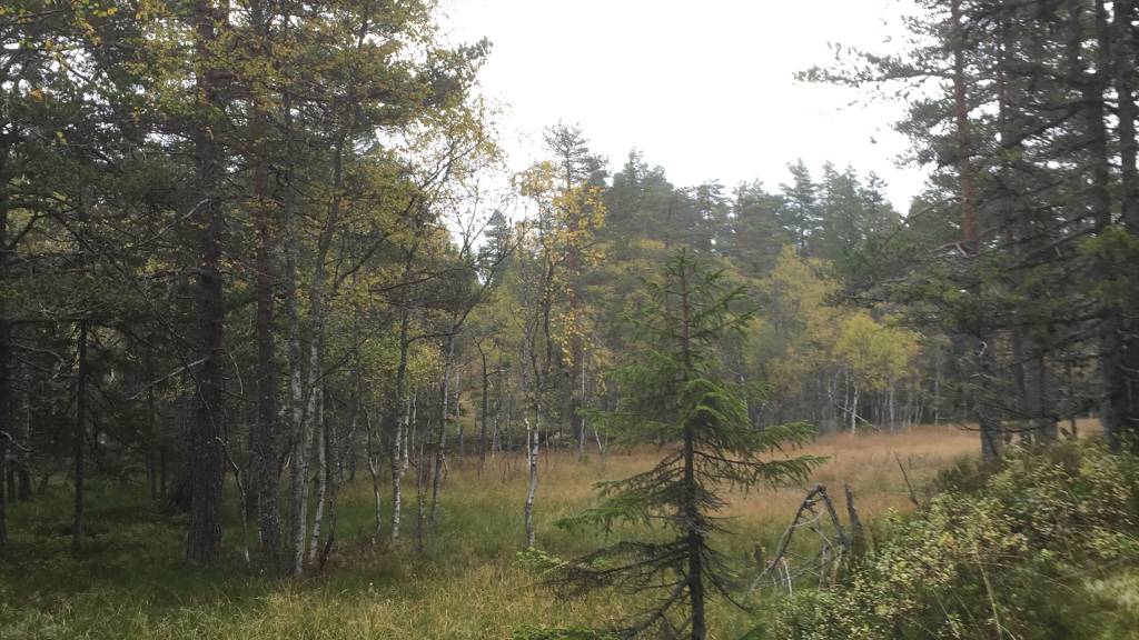 Storviltjakt på Seljordshei