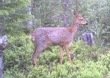 Introjakt - Rådyrjakt med drivende hund