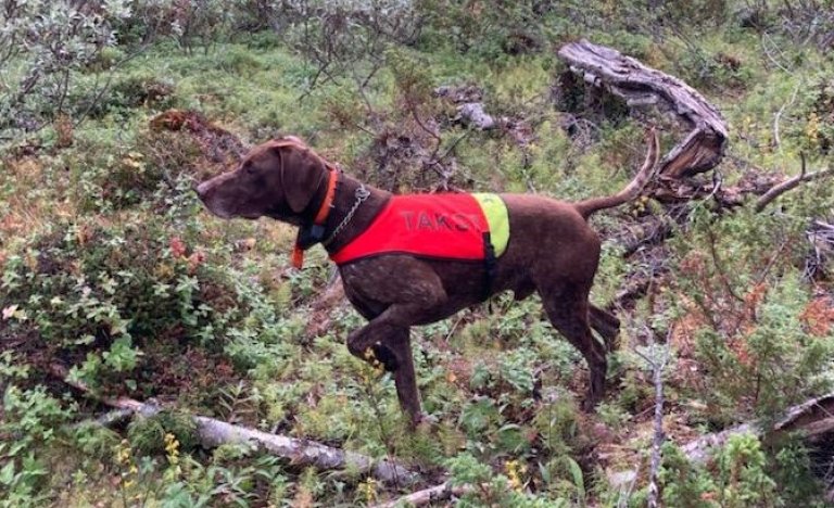 Rypetelling stående fuglehund (2).jpg