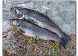 Fisketur til Bollavannet