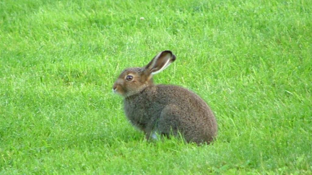 INTROJAKT HARE