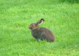 INTROJAKT HARE