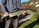 Laksefiske i Svanedalsdammen (23.04.25)