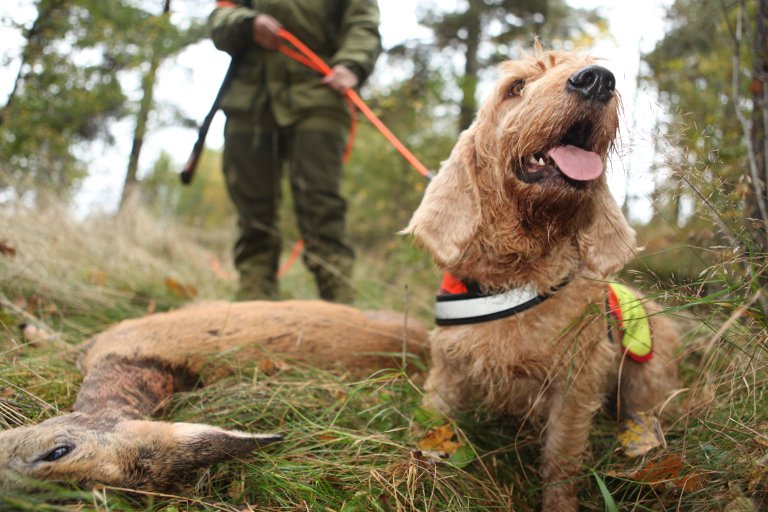 bilde av en hund og ett skytt dyr